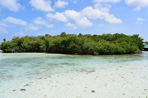 포토 JPG 해외이미지 나무 모래 바다 섬 여행 자연 하늘 휴가 손바닥 풍경 사람없음 야외 물 여름 파란색 야자수 맑음 흰색 휴양지 코코넛 카리브해 이국적 파라다이스 수평선 해외포토 자연요소 식물 손 계절 컬러 과일 날씨 장소 생태계 파일형식 이미지허브