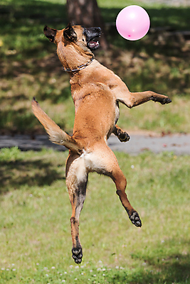 포토 JPG 해외이미지 동물 디자인 공원 행복 분홍색 백그라운드 포유류 자연 놀이 사람없음 야외 초록색 반려동물 컬러풀 점프 게임 개 강아지 풍선 송곳니 해외포토 공공시설 감정 컬러 모션 치아 생태계 파일형식 이미지허브