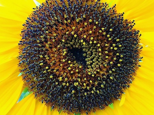 포토 JPG 해외이미지 식물 꽃잎 꽃 유럽 백그라운드 잎 꽃무늬 오렌지 자연 해바라기 독일 실내 씨앗 사람없음 야외 가로 여름 컬러풀 태양 갈색 노란색 성장 벚꽃 원형 개화 닫기 꽃가루 고립 꽃수술 밭일 해외포토 자연요소 도형 계절 나라 컬러 무늬 과일 모션 내부 가루 생태계 파일형식 이미지허브