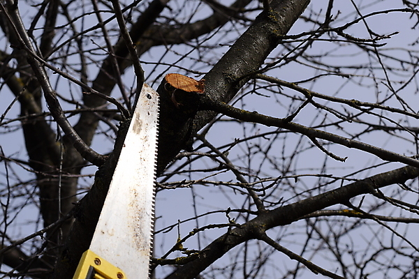 포토 JPG 해외이미지 나무 식물 계절 문화 줄기 장갑 농업 과일 손가락 관리 취미 사람없음 초록색 새싹 정원 봄 성장 나뭇가지 업무 작업 보호 농부 주식 과수원 자르기 탈출 오브젝트 속도 원예 날카로움 나무껍질 원예사 제목 해외포토 직업 손 잡화 산업 컬러 컨셉 모션 금융 껍질 파일형식 이미지허브