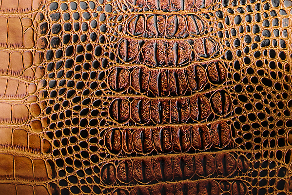 포토 JPG 해외이미지 아시아 호수 야생동물 파충류 아프리카 태국 사람없음 물 강 농장 머리 검은색 수영 힘 경쟁 연못 입 황무지 치아 위험 라이벌 위협 사파리 피부 공룡 눈금 꼬리 사냥 도마뱀 육식동물 악어 사냥꾼 숨김 나쁜 몬스터 힘찬 해외포토 자연요소 동물 직업 나라 컬러 컨셉 농업 신체부위 수상스포츠 소화기관 파일형식 이미지허브