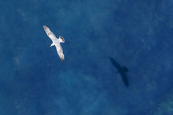 포토 JPG 해외이미지 동물 야생동물 바다 백그라운드 날개 자연 조류 하늘 그림자 풍경 사람없음 야외 초록색 물 여름 봄 자유 흰색 그룹 깃털 네덜란드 부리 내추럴 해외포토 자연요소 계절 유럽 컬러 컨셉 생태계 파일형식 이미지허브