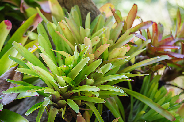 포토 JPG 해외이미지 식물 계절 꽃 여행 백그라운드 컨셉 꽃무늬 밭 자연 휴식 건강 풍경 사람없음 야외 여름 파란색 컬러풀 햇빛 태양 약 머리 정원 보라색 일몰 벚꽃 흰색 개화 닫기 선택 다발 허브 제비꽃 향기 아로마 부드러움 아로마테라피 내추럴 해외포토 자연요소 컬러 무늬 농업 의학 모션 신체부위 노을 감각 생태계 냄새 테라피 파일형식 이미지허브