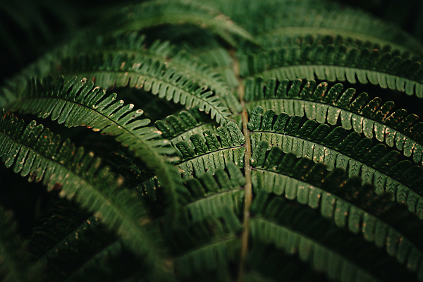 포토 JPG 해외이미지 백그라운드 잎 자연 사람없음 초록색 양치식물 해외포토 식물 컬러 생태계 파일형식 이미지허브