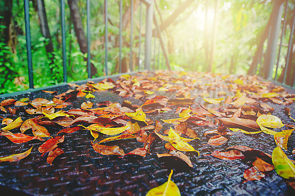 포토 JPG 해외이미지 나무 식물 계절 공원 도로 길 여행 백그라운드 단풍 잎 밭 벤치 오렌지 자연 하늘 풍경 사람없음 야외 목재 빨간색 초록색 빛 컬러풀 태양 노란색 환경 정원 침묵 가을 나뭇가지 떨어짐 숲 오솔길 원예 내추럴 해외포토 자연요소 공공시설 컬러 컨셉 농업 의자 과일 재료 교통시설 취미 소리 생태계 파일형식 이미지허브