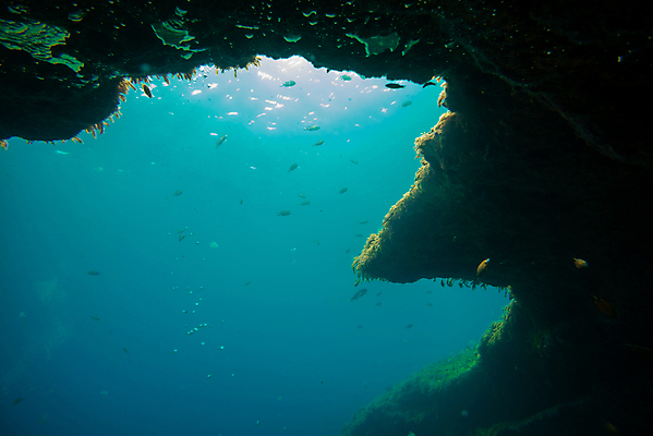 포토 JPG 해외이미지 동물 야생동물 바다 여행 백그라운드 학교 태국 자연 어류 풍경 사람없음 빨간색 물 파란색 컬러풀 수중 산호 큼 아래 다이빙 암초 수족관 내추럴 깊이 이국적 해외포토 자연요소 교육 아시아 컬러 수영 수중동물 자포동물 크기 방향 생태계 위치 수중스포츠 파일형식 이미지허브