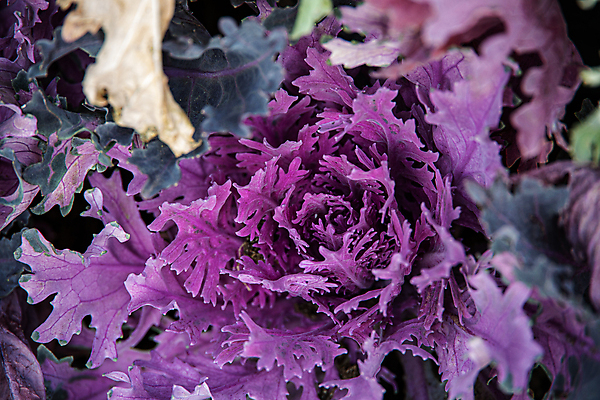 포토 JPG 해외이미지 식물 계절 꽃 백그라운드 잎 자연 날씨 사람없음 야외 초록색 컬러풀 태양 정원 희망 추위 성장 가을 11월 원예 질감 양배추 내추럴 해외포토 자연요소 감정 컬러 채소 취미 날짜 생태계 파일형식 이미지허브