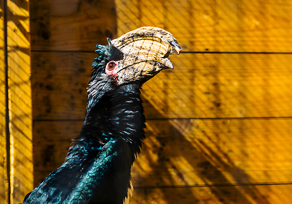 포토 JPG 해외이미지 동물 여자 남자 얼굴 아프리카 조류 뿔 종류 성인 사람없음 반려동물 머리 검은색 흰색 숲 큼 깃털 새장 남쪽 계산서 삼림지대 이국적 해외포토 나라 컬러 사람 신체부위 크기 방향 케이지 파일형식 이미지허브