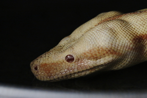 포토 JPG 해외이미지 스튜디오촬영 동물 척추동물 한마리 야생동물 새끼 곡선 오렌지 파충류 자연 생물 실내 종류 사람없음 옆모습 가로 반려동물 검은색 미국 흰색 뱀 콜롬비아 위험 자르기 혀 흰배경 눈금 생물학 육식동물 멸종 토막 나쁜 고립 스트라이크 오싹 차단 해외포토 1 교육 선 뷰포인트 컬러 백그라운드 컨셉 북아메리카 과일 모션 내부 입 남아메리카 생태계 파일형식 이미지허브