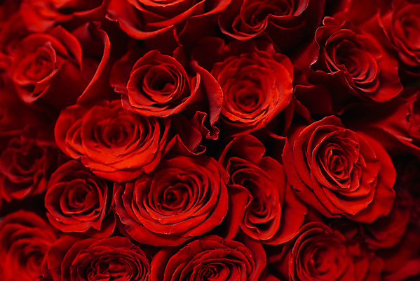 포토 JPG 해외이미지 기념일 꽃잎 꽃 도로 꽃다발 백그라운드 꽃무늬 자연 결혼식 휴가 발렌타인데이 종류 선물 사랑 사람없음 장식 빨간색 장미 머리 정원 어둠 활발 꿈 벚꽃 신선 감각 화려 개화 선택 다발 모험가 향기 아로마 열정 해외포토 식물 감정 길 컬러 결혼 컨셉 무늬 교통시설 데이이벤트 이벤트 신체부위 생태계 냄새 파일형식 이미지허브