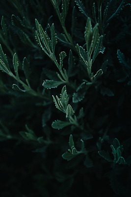 포토 JPG 해외이미지 백그라운드 잎 자연 사람없음 초록색 어둠 해외포토 식물 컬러 생태계 파일형식 이미지허브