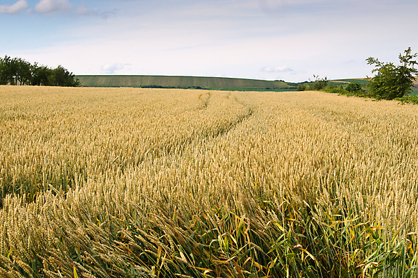 포토 JPG 해외이미지 식물 밭 농업 자연 풍경 사람없음 초록색 여름 파란색 농작물 태양 농장 노란색 봄 수확 성장 시골 시리얼 밀 유기농 조경 장면 귀리 해외포토 자연요소 웰빙 계절 산업 음식 컬러 곡류 생태계 파일형식 이미지허브