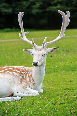 포토 JPG 해외이미지 동물 남자 얼굴 야생동물 백그라운드 포유류 자연 뿔 사람없음 야외 초록색 갈색 검은색 흰색 황무지 숲 내추럴 아기사슴 해외포토 새끼 컬러 사슴 사람 신체부위 생태계 파일형식 이미지허브