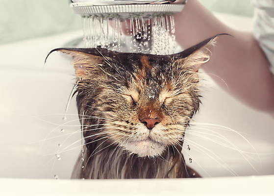 포토 JPG 해외이미지 동물 한마리 손 신체부위 고양이 목욕 젖음 욕실 펫케어 반려묘 메인쿤 해외포토 1 포유류 관리 사람 반려동물 청결 파일형식 이미지허브