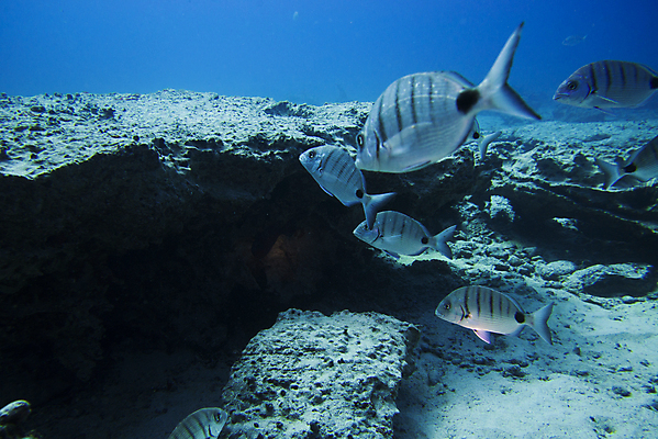 포토 JPG 해외이미지 동물 야생동물 바다 섬 여행 학교 자연 낚시 어류 풍경 사람없음 빨간색 물 파란색 바닷속 수중 수영 그룹 산호 잠수부 땅 생태계 다이빙 암초 내추럴 깊이 파라다이스 해외포토 자연요소 교육 컬러 레저 수중동물 수상스포츠 자포동물 전문직 수중스포츠 파일형식 이미지허브