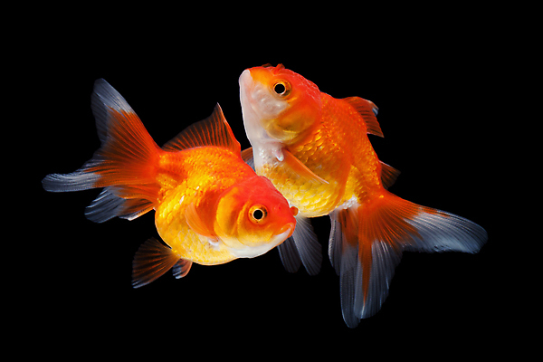 포토 JPG 해외이미지 동물 백그라운드 컨셉 오렌지 모션 자연 추상 어류 사람없음 빨간색 물 빛 반려동물 검은색 수중 자유 흰색 액체 황금 금붕어 수족관 고립 무료 해외포토 자연요소 컬러 무늬 과일 수중동물 생태계 파일형식 이미지허브