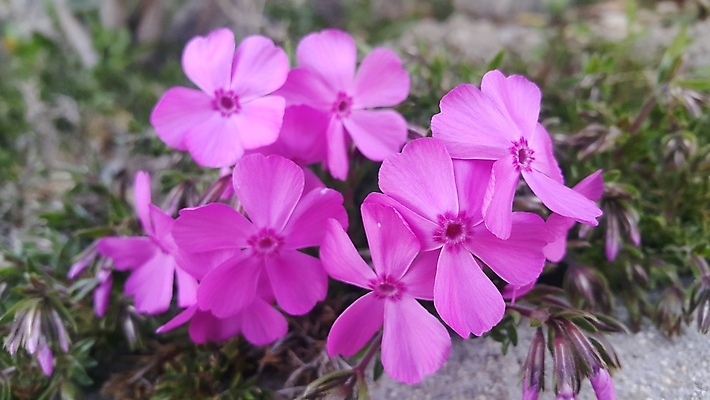 포토 JPG 해외이미지 식물 꽃잎 꽃 분홍색 백그라운드 잎 꽃무늬 자연 아침 사람없음 초록색 여름 컬러풀 정원 봄 벚꽃 신선 포도나무 내추럴 영광군 해외포토 주간 계절 컬러 무늬 과일나무 전라남도 생태계 파일형식 이미지허브