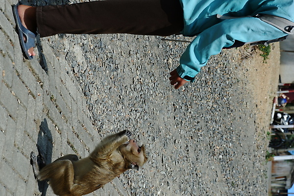 포토 JPG 해외이미지 나무 동물 응시 공원 아시아 얼굴 야생동물 음식 여행 포유류 가족 자연 털 동물원 앉기 동양인 사람없음 야외 초록색 갈색 회색 원숭이 표현 아기 숲 작음 먹기 꼬리 인도네시아 서식지 유인원 동물상 해외포토 식물 시선 공공시설 나라 컬러 관계 모션 사람 인종 신체부위 조형물 크기 생태계 파일형식 이미지허브