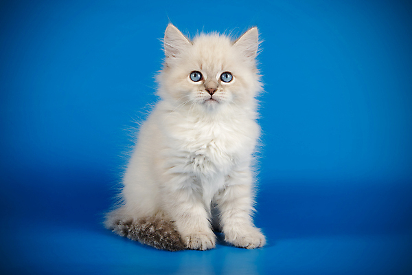 포토 JPG 해외이미지 한마리 사람없음 파란색 반려동물 고양이 네바마스커레이드 해외포토 동물 1 컬러 포유류 파일형식 이미지허브