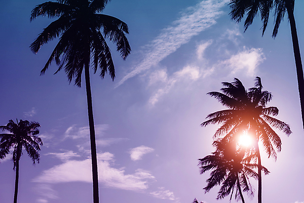 포토 JPG 해외이미지 주간 구름 실루엣 하늘 사람없음 야외 여름 야자수 햇빛 여름풍경 해외포토 자연요소 나무 계절 촬영기법 풍경 태양 파일형식 여름_계절 이미지허브