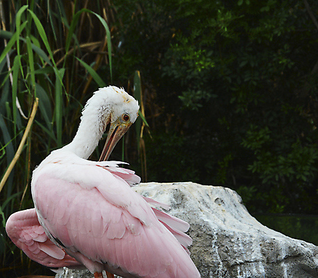 포토 JPG 해외이미지 동물 야생동물 바다 분홍색 날개 자연 갈매기 조류 동물원 사람없음 빨간색 초록색 물 여름 파란색 장미 귀여움 자유 흰색 최고 큼 왜가리 펠리컨 깃털 천국 고립 절정 황새 플로리다 해외포토 자연요소 계절 꽃 컬러 컨셉 미국 크기 생태계 파일형식 이미지허브
