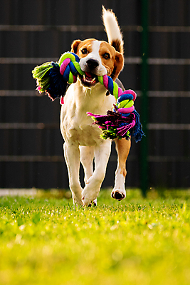 포토 JPG 해외이미지 동물 공원 행복 얼굴 포즈 백그라운드 밭 포유류 모션 자연 놀이 사람없음 야외 초록색 여름 반려동물 장난감 달리기 카메라 정원 점프 힘 봄 기쁨 자유 개 달콤 속도 비글 송곳니 기르기 카피스페이스 해외포토 계절 공공시설 감정 컬러 컨셉 농업 신체부위 전자제품 공백 맛 치아 생태계 돌봄 파일형식 이미지허브