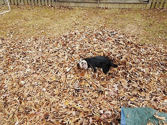 포토 JPG 해외이미지 동물 잎 털 잔디 사람없음 야외 파란색 반려동물 갈색 검은색 가을 개 강아지 떨어짐 해외포토 식물 계절 컬러 컨셉 포유류 파일형식 이미지허브