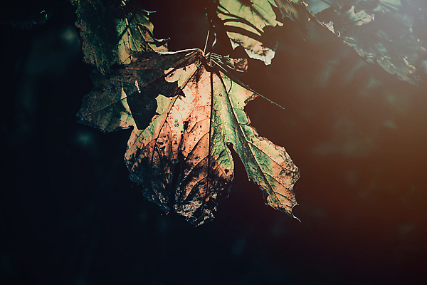 포토 JPG 해외이미지 나무 식물 계절 공원 백그라운드 잎 자연 날씨 따뜻함 사람없음 야외 빨간색 초록색 빛 갈색 노란색 정원 검은색 가을 나뭇가지 황금 숲 빛망울 내추럴 해외포토 공공시설 컬러 생태계 파일형식 이미지허브