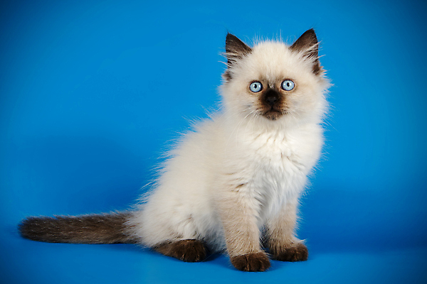 포토 JPG 해외이미지 한마리 사람없음 파란색 반려동물 고양이 네바마스커레이드 해외포토 동물 1 컬러 포유류 파일형식 이미지허브