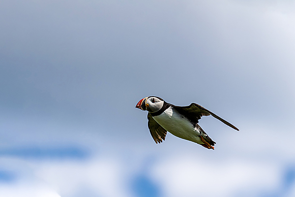 포토 JPG 해외이미지 동물 1 유럽 야생동물 바다 섬 여행 날개 오렌지 자연 조류 하늘 아이슬란드 어류 사람없음 야외 컬러풀 검은색 덮개 광대 흰색 깃털 부리 대서양 내추럴 식민지 스코틀랜드 해외포토 나라 컬러 과일 영국 수중동물 뚜껑 생태계 파일형식 이미지허브