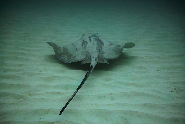 포토 JPG 해외이미지 동물 야생동물 바다 섬 여행 자연 낚시 어류 사람없음 물 파란색 검은색 바닷속 수중 수영 광선 원형 산호 잠수부 생태계 다이빙 암초 깊이 해외포토 자연요소 도형 컬러 레저 수중동물 수상스포츠 자포동물 전문직 수중스포츠 파일형식 이미지허브