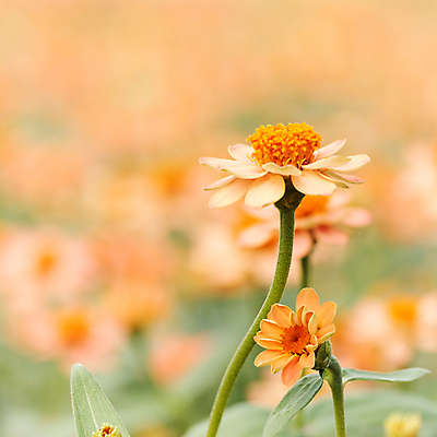 포토 JPG 해외이미지 식물 계절 꽃잎 꽃 줄기 꽃다발 백그라운드 꽃무늬 밭 농업 오렌지 자연 바람 추상 휴식 씨앗 사람없음 초록색 파란색 빛 농장 정원 봄 성장 벚꽃 나뭇가지 개화 보호 편안함 다발 향기 냄새 아로마 꽃가루 아로마테라피 꽃수술 떠남 블러 해외포토 자연요소 나무 산업 컬러 컨셉 무늬 과일 모션 날씨 감각 가루 생태계 테라피 파일형식 이미지허브
