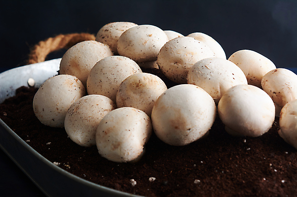 포토 JPG 해외이미지 식물 라이프스타일 계절 음식 백그라운드 다이어트 채소 재료 부분 건강 사람없음 주방 식사 버섯 흰색 신선 시장 맛 수프 자르기 먹기 향신료 흰배경 유기농 질감 내추럴 고립 곰팡이 그물버섯 단백질 식용 채식주의자 세련 비건 해외포토 웰빙 컬러 컨셉 모션 생활 채식 영양소 향미료 파일형식 이미지허브