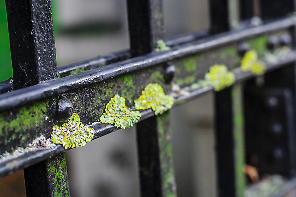 포토 JPG 해외이미지 날씨 출입구 자물쇠 이끼 사람없음 초록색 울타리 문 금속 골동품 바 역사 재산 닫기 철 입장 묘사 부식 복고 잠금 대문 무거움 대장장이 바로크 엘리먼트 철강 해외포토 컬러 모션 재질 금융 담장 무게 보안 파일형식 이미지허브