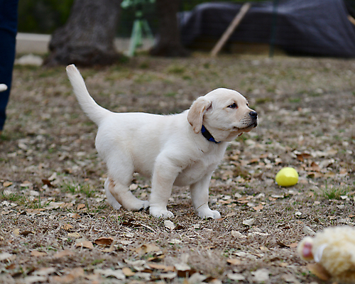 포토 JPG 해외이미지 가족 놀이 실험 사람없음 농장 개 리트리버 강아지 쓰레기 래브라도리트리버 혀 사냥개 언니 기르기 남동생 해외포토 농업 포유류 관계 반려동물 입 자매 동생 돌봄 파일형식 이미지허브