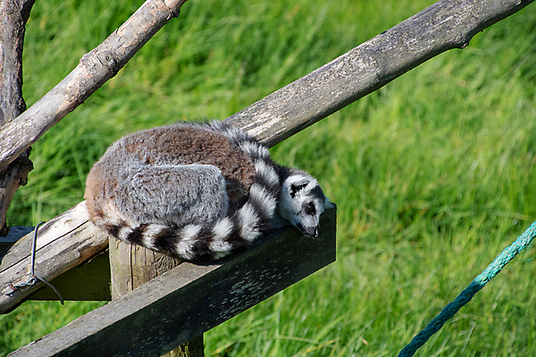 포토 JPG 해외이미지 동물 야생동물 백그라운드 포유류 아프리카 자연 털 사람없음 검은색 흰색 원숭이 반지 숲 꼬리 고립 마다가스카르 여우원숭이 해외포토 나라 컬러 장신구 생태계 파일형식 이미지허브