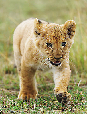 포토 JPG 해외이미지 야생동물 여행 사람없음 해외포토 동물 파일형식 이미지허브