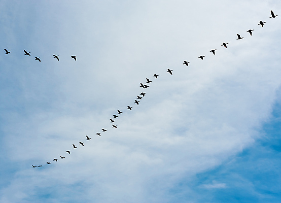 포토 JPG 해외이미지 모양 동물 구름 계절 실루엣 야생동물 여행 이동 패턴 날개 가족 모션 자연 조류 하늘 사람없음 야외 옆모습 검은색 자유 그룹 물새 철새 내추럴 많음 해외포토 자연요소 뷰포인트 컬러 컨셉 무늬 관계 촬영기법 생태계 파일형식 이미지허브