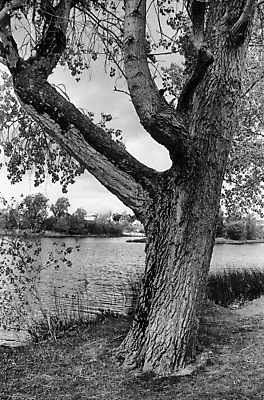 포토 JPG 해외이미지 나무 잎 자연 풍경 사람없음 야외 목재 물 강 환경 검은색 흰색 강가 아일랜드 내추럴 생태학 해외포토 자연요소 식물 교육 유럽 컬러 재료 생태계 파일형식 이미지허브