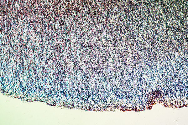 포토 JPG 해외이미지 식물 과학 사람없음 빨간색 파란색 버섯 확대 해외포토 컬러 파일형식 이미지허브