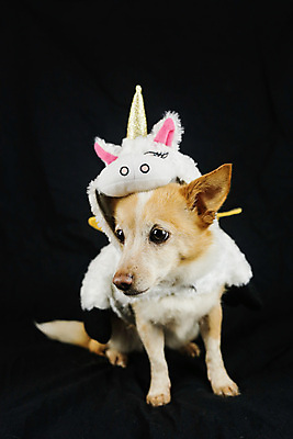 포토 JPG 해외이미지 스튜디오촬영 동물 응시 행복 새끼 무지개 포유류 휴가 뿔 앉기 사람없음 반려동물 장난감 파티 생일 유머 개 강아지 작음 옷입기 변장 송곳니 고립 기르기 유니콘 특별함 해외포토 자연요소 시선 기념일 감정 컨셉 모션 실내 이벤트 치아 크기 돌봄 파일형식 이미지허브