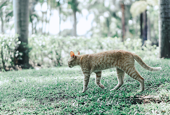 포토 JPG 해외이미지 동물 응시 공원 얼굴 백그라운드 포유류 자연 털 건강 서기 사람없음 야외 초록색 여름 반려동물 정원 고양이 가축 줄무늬 개화 육식동물 얼룩무늬 기르기 해외포토 시선 계절 공공시설 꽃 컬러 무늬 모션 신체부위 생태계 돌봄 파일형식 이미지허브