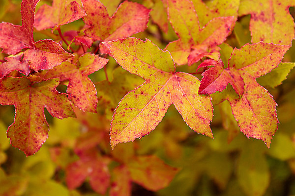 포토 JPG 해외이미지 주간 백그라운드 단풍 낙엽 자연 풍경 사람없음 야외 아웃포커스 가을풍경 가을 해외포토 자연요소 계절 잎 촬영기법 생태계 파일형식 가을_계절 이미지허브