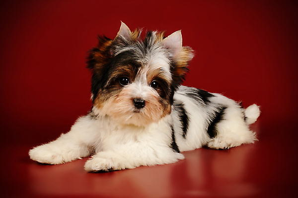 포토 JPG 해외이미지 동물 1 행복 새끼 백그라운드 새로움 털 미소 사람없음 빨간색 반려동물 귀여움 검은색 거울 흰색 개 달콤 강아지 작음 요크셔테리어 테리어 활 솜털 송곳니 기르기 비버 삼색 해외포토 감정 컬러 컨셉 포유류 표정 맛 치아 크기 돌봄 파일형식 이미지허브