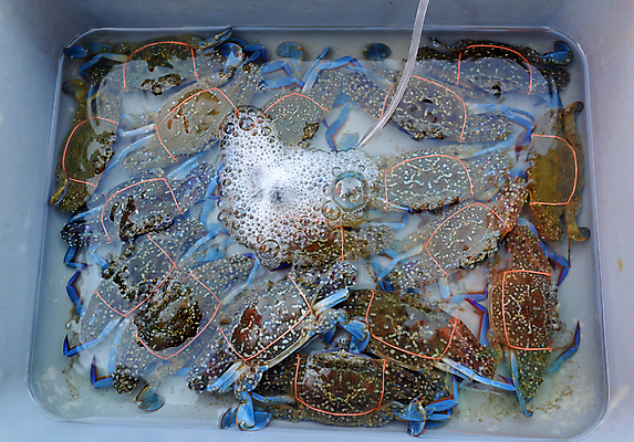 포토 JPG 해외이미지 동물 선 음식 바다 백그라운드 재료 태국 자연 건강 갑각류 요리 동양인 사람없음 물 파란색 수영 식사 게 신선 그룹 시장 닫기 맛 양동이 해산물 날것 탱크 산소 내추럴 식용 해외포토 자연요소 아시아 컬러 컨셉 모션 인종 수상스포츠 원소 생태계 파일형식 이미지허브