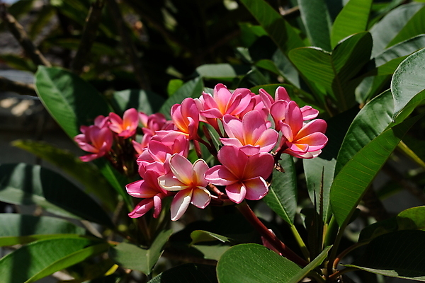 포토 JPG 해외이미지 식물 디자인 꽃잎 꽃 분홍색 백그라운드 잎 꽃무늬 자연 휴식 사람없음 빨간색 여름 노란색 우주 정원 스파 봄 벚꽃 흰색 신선 개화 향수 묘사 하와이 향기 냄새 발리 환영 내추럴 고립 아열대 엘리먼트 이국적 하와이인 알로하 해외포토 외국인 계절 컬러 섬 컨셉 무늬 미국 화장품 인사 생태계 인도네시아 파일형식 이미지허브