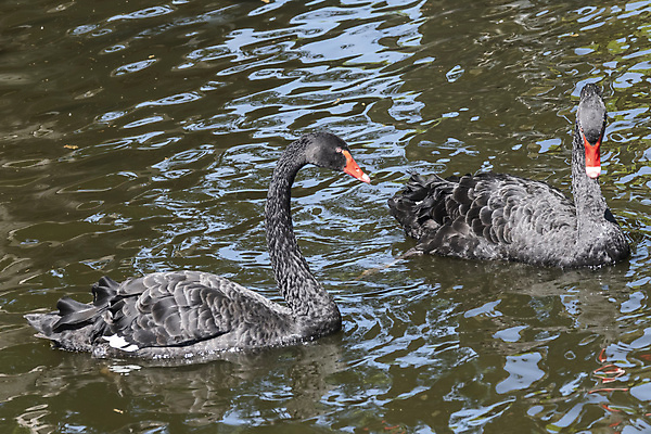 포토 JPG 해외이미지 동물 커플 공원 행복 호수 야생동물 백그라운드 컨셉 2 가족 자연 조류 사랑 사람없음 야외 빨간색 물 파란색 반사 평화 우주 맑음 검은색 수영 연못 작음 깃털 부리 백조 솜털 벙어리 웅장함 해외포토 자연요소 공공시설 감정 컬러 관계 날씨 수상스포츠 크기 생태계 파일형식 이미지허브