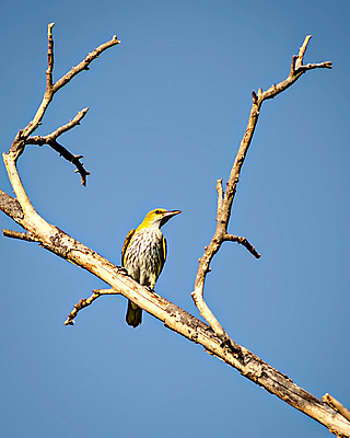 포토 JPG 해외이미지 나무 동물 1 여자 아시아 야생동물 백그라운드 자연 조류 하늘 앉기 사람없음 야외 초록색 파란색 컬러풀 노란색 정원 나뭇가지 황금 인도인 싱글 부리 내추럴 고립 해외포토 외국인 식물 나라 컬러 모션 사람 동양인 생태계 파일형식 이미지허브