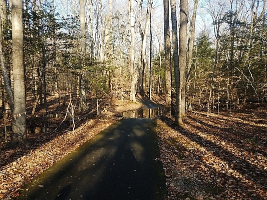 포토 JPG 해외이미지 나무 길 잎 자국 자연 사람없음 야외 물 갈색 숲 아스팔트 홍수 웅덩이 해외포토 자연요소 식물 도로 컬러 자연재해 생태계 파일형식 이미지허브