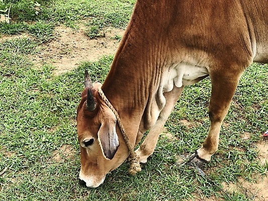 포토 JPG 해외이미지 동물 밭 농업 포유류 자연 서기 풍경 잔디 사람없음 야외 초록색 여름 농장 농경지 갈색 머리 가축 목장 시골 아기 소 군중 숲 먹이 방목 먹기 장면 갈기 조랑말 망아지 송아지 밭일 찰과상 해외포토 식물 계절 산업 새끼 컬러 모션 사람 신체부위 말_동물 축산업 상처 생태계 파일형식 이미지허브